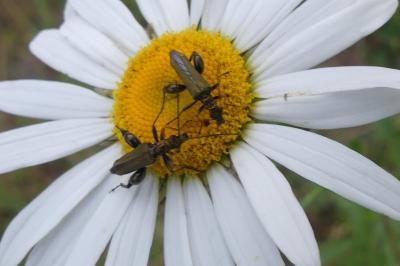 <i>Oedemera flavipes</i>