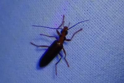<i>Nacerdes carniolica</i>