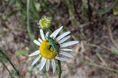 <i>Oedemera nobilis</i>