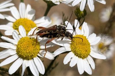 <i>Stenopterus rufus</i>