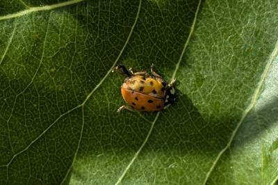 <i>Harmonia axyridis</i>