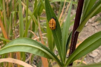 <i>Harmonia axyridis</i>