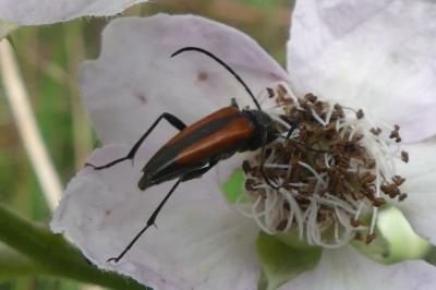 <i>Stenurella melanura</i>