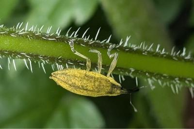 <i>Lixus iridis</i>
