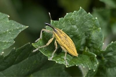 <i>Lixus iridis</i>