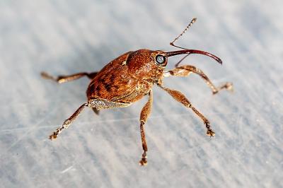 <i>Curculio pellitus</i>