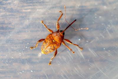 <i>Curculio pellitus</i>