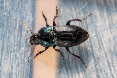 <i>Harpalus dimidiatus</i>