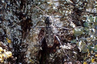 <i>Xylotrechus rusticus</i>