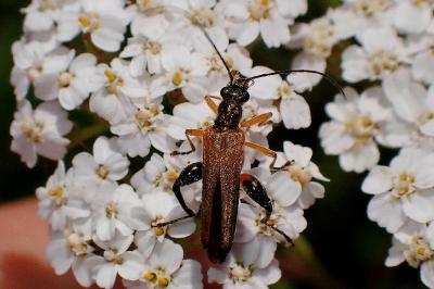 <i>Oedemera podagrariae</i>