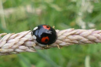 <i>Harmonia axyridis</i>