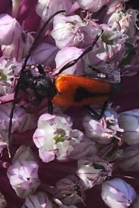 <i>Stictoleptura cordigera</i>