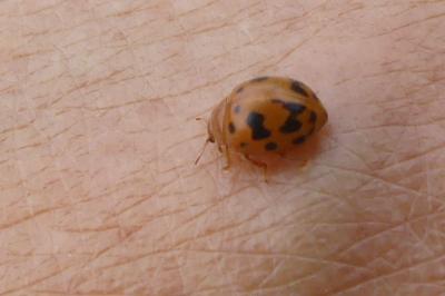 <i>Subcoccinella vigintiquatuorpunctata</i>