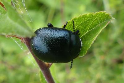 <i>Chrysolina fuliginosa</i>