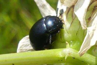 <i>Chrysolina fuliginosa</i>