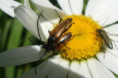 <i>Stenurella melanura</i>