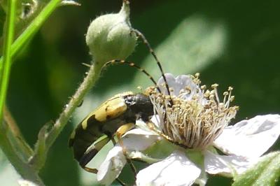 <i>Rutpela maculata</i>