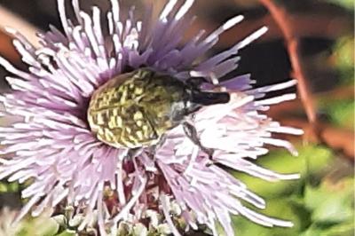 <i>Larinus turbinatus</i>