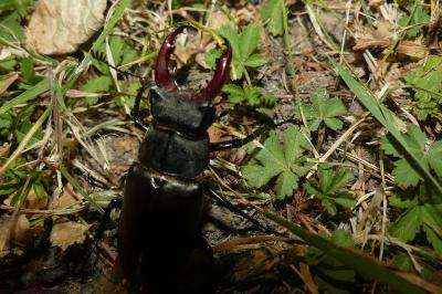 <i>Lucanus cervus</i>