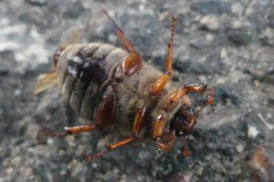 <i>Amphimallon solstitiale</i>
