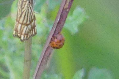 <i>Subcoccinella vigintiquatuorpunctata</i>