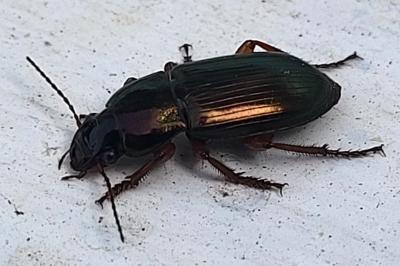 <i>Harpalus</i>