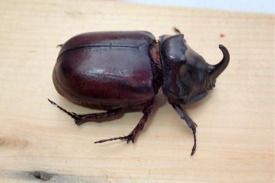 <i>Oryctes nasicornis</i>