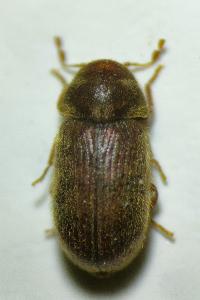 <i>Stegobium paniceum</i>