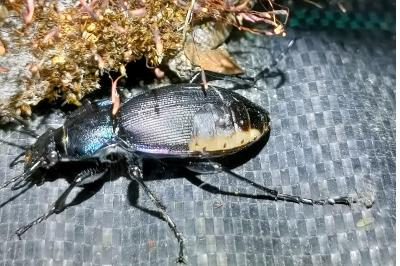 <i>Carabus violaceus</i>