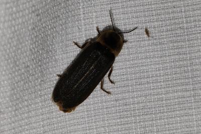 <i>Lampyris noctiluca</i>
