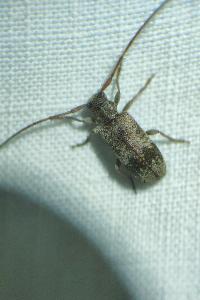 <i>Exocentrus adspersus</i>