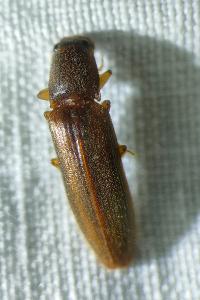 <i>Athous vittatus</i>