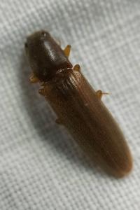 <i>Athous vittatus</i>