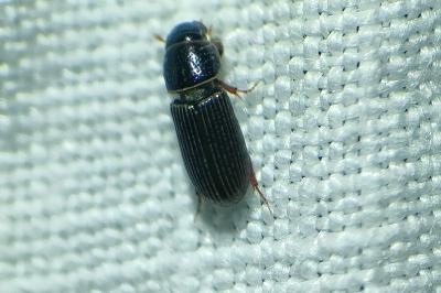 <i>Pleurophorus caesus</i>