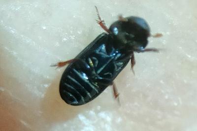 <i>Pleurophorus caesus</i>