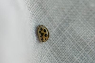 <i>Tytthaspis sedecimpunctata</i>
