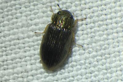 <i>Helophorus</i>