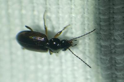 <i>Bembidion lunulatum</i>