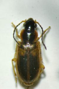 <i>Acupalpus</i>