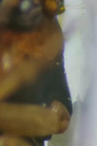 <i>Acupalpus</i>