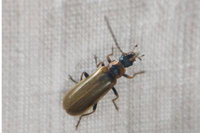 <i>Rhagonycha nigriventris</i>