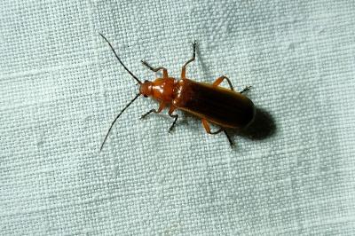 <i>Rhagonycha fulva</i>