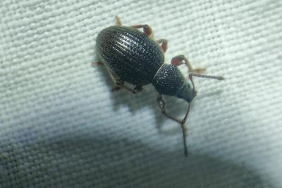 <i>Otiorhynchus ovatus</i>