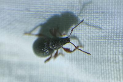 <i>Otiorhynchus ovatus</i>