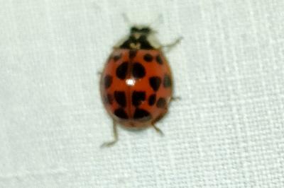 <i>Harmonia axyridis</i>
