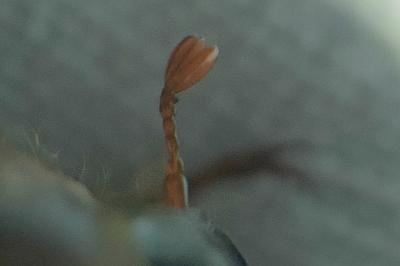 <i>Amphimallon solstitiale</i>