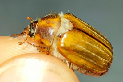 <i>Amphimallon solstitiale</i>