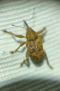 <i>Curculio venosus</i>