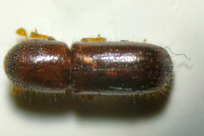 <i>Xyleborus dryographus</i>