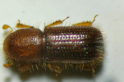 <i>Dryocoetes villosus</i>